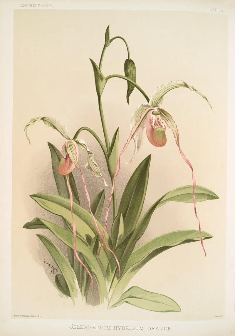 Selenipedium Hybridum Grande Wall Art by Frederick Sander - High-Resolution Digital Print