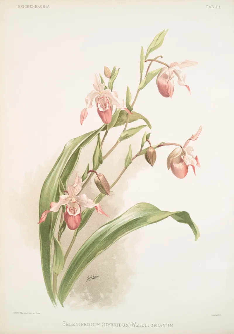 Selenipedium Hybridum Weidlichianum Wall Art by Frederick Sander - High-Resolution Digital Print