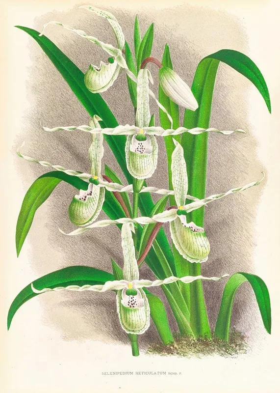 Selenipedium Reticulatum Wall Art by Jean Jules Linden - High-Resolution Digital Print