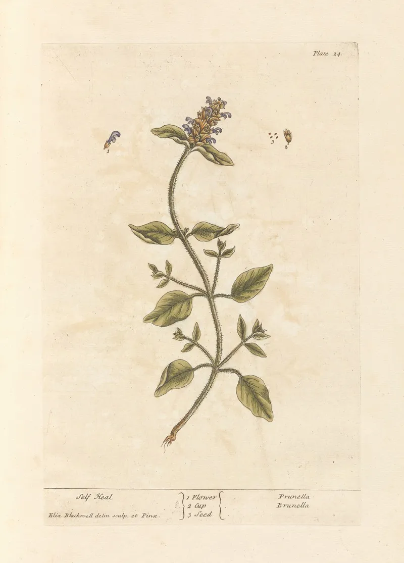 Self Heal Wall Art by Elizabeth Blackwell - High-Resolution Digital Print