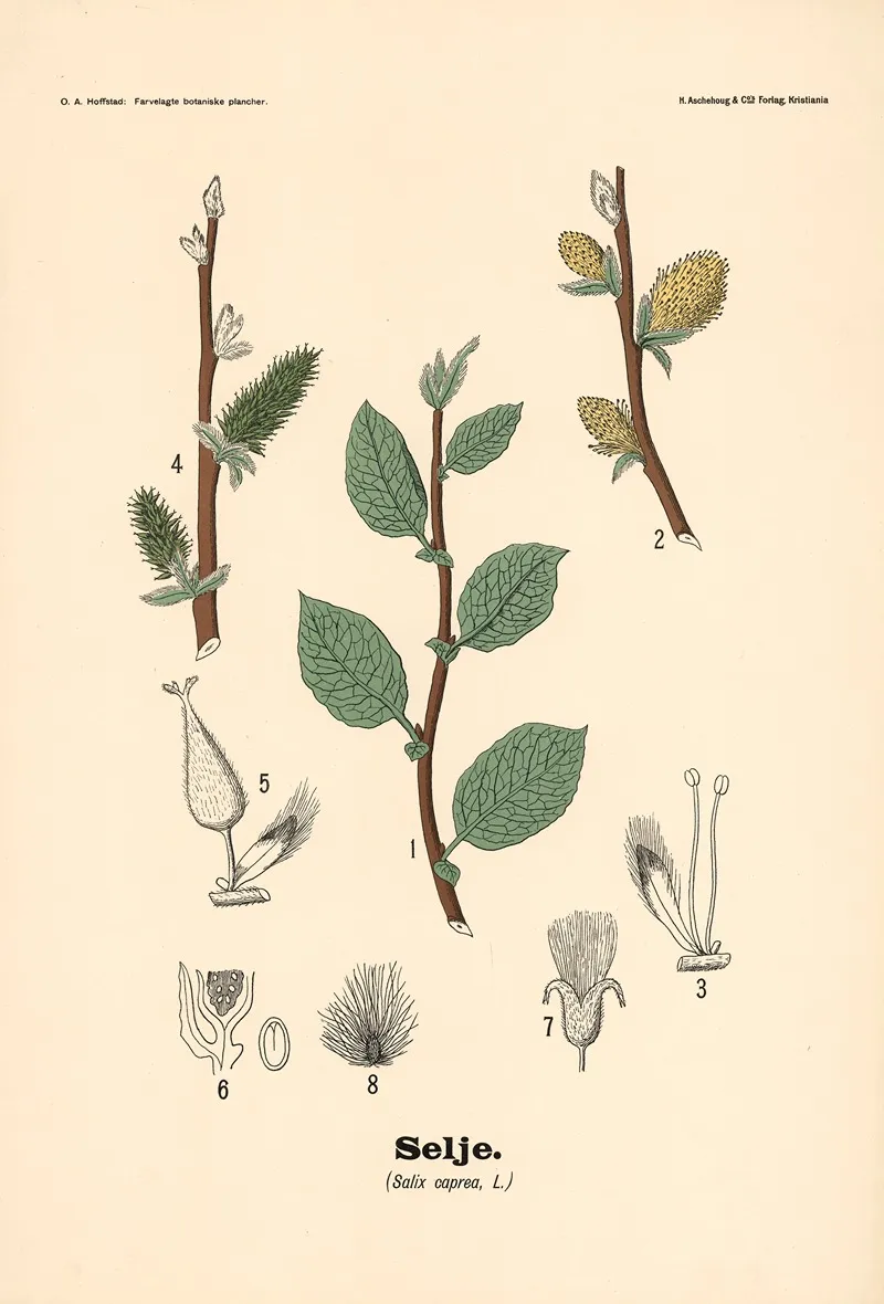 Selje Salix Caprea L Wall Art by Olaf Alfred Hoffstad - High-Resolution Digital Print