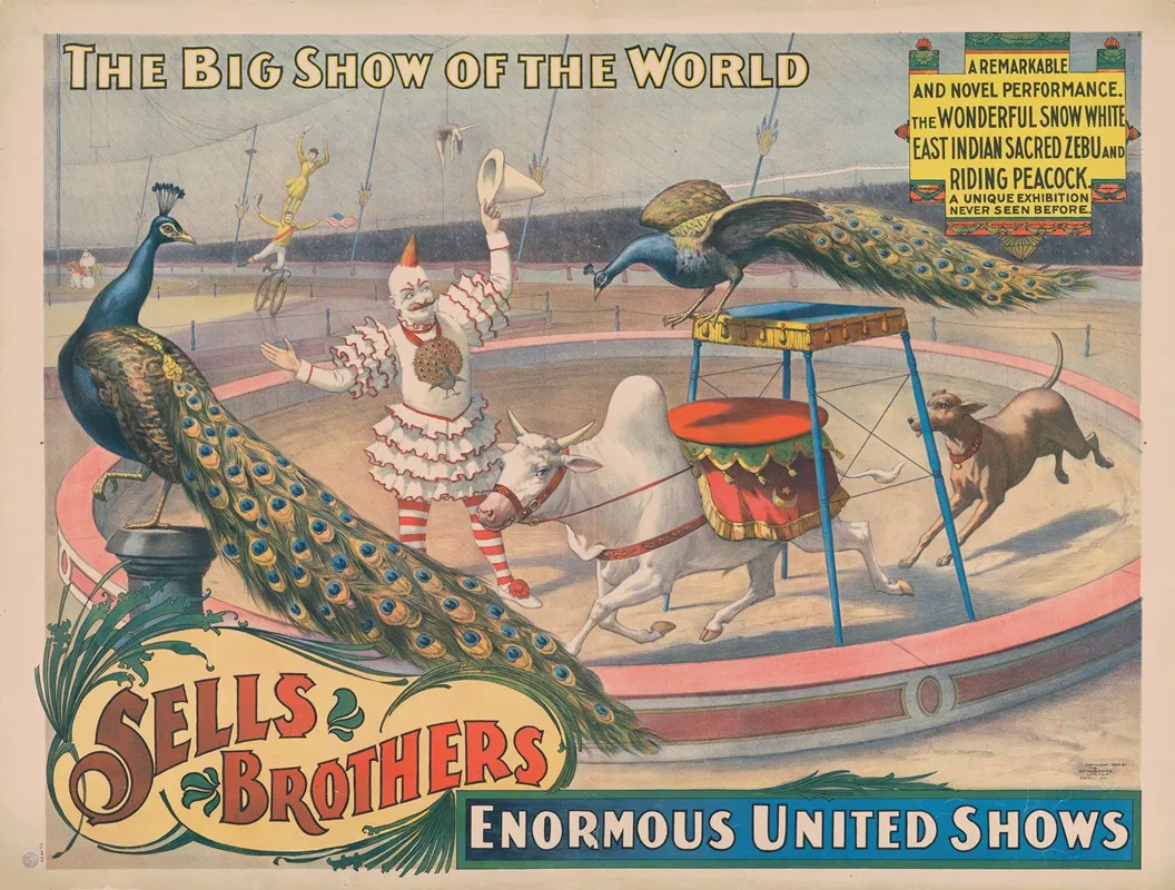 Sells Brothers Enormous United Shows The Wonderful Snow White Zebu And Riding Peacock