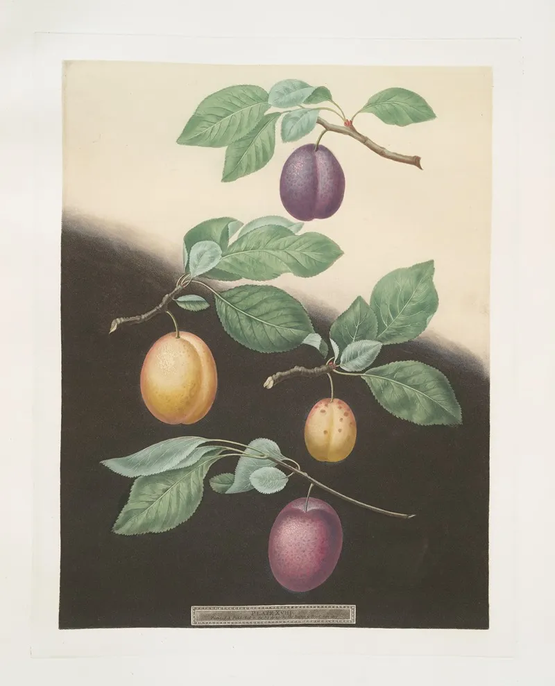 Semiana Coes Golden Drop White Perdrigon And The Late Imperial Plums Wall Art by George Brookshaw - High-Resolution Digital Print