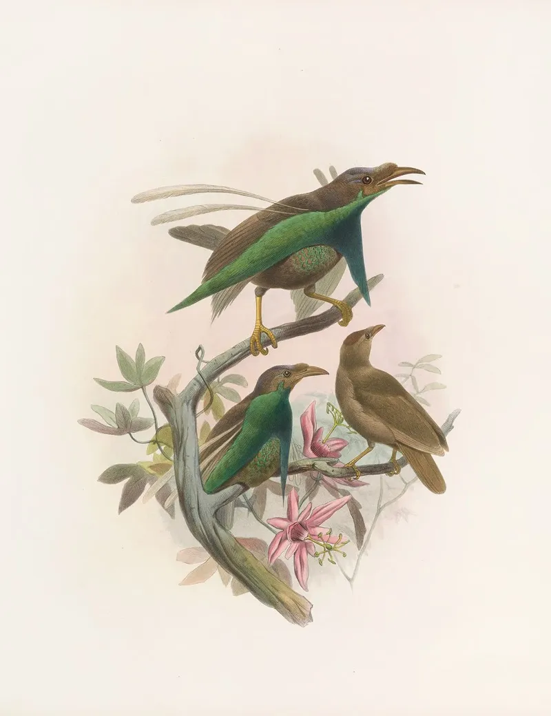 Semioptera Wallacii Wall Art by Daniel Giraud Elliot - High-Resolution Digital Print