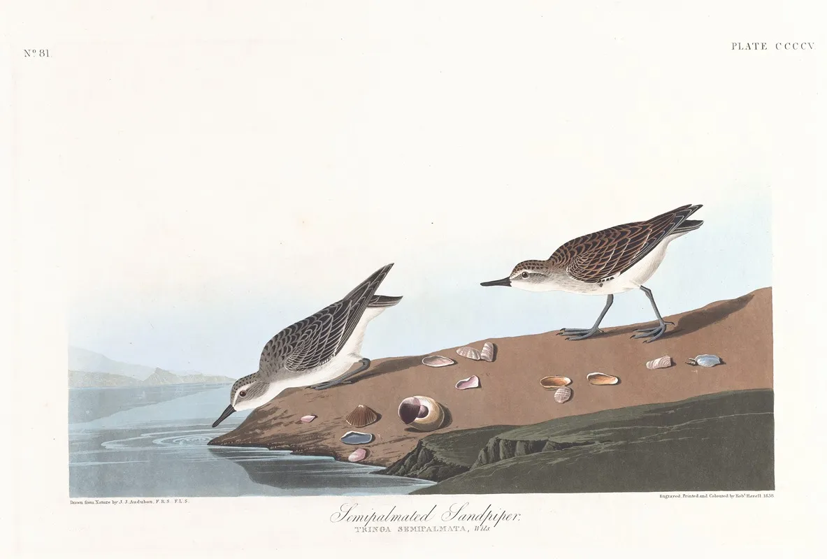 Semipalmated Sandpiper Wall Art by John James Audubon - High-Resolution Digital Print