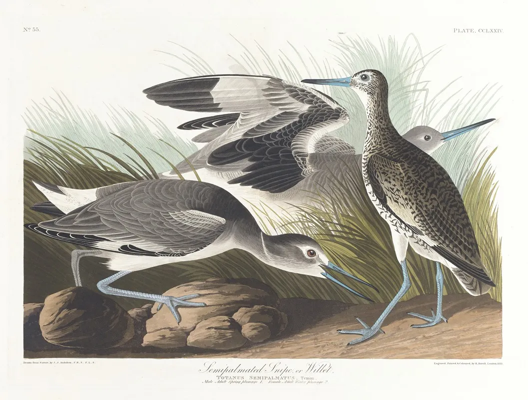 Semipalmated Snipe Or Willet Wall Art by John James Audubon - High-Resolution Digital Print