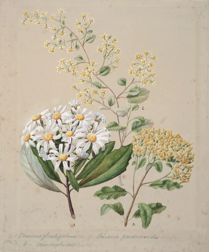 Senecio 3 Species Wall Art by Sarah Featon - High-Resolution Digital Print