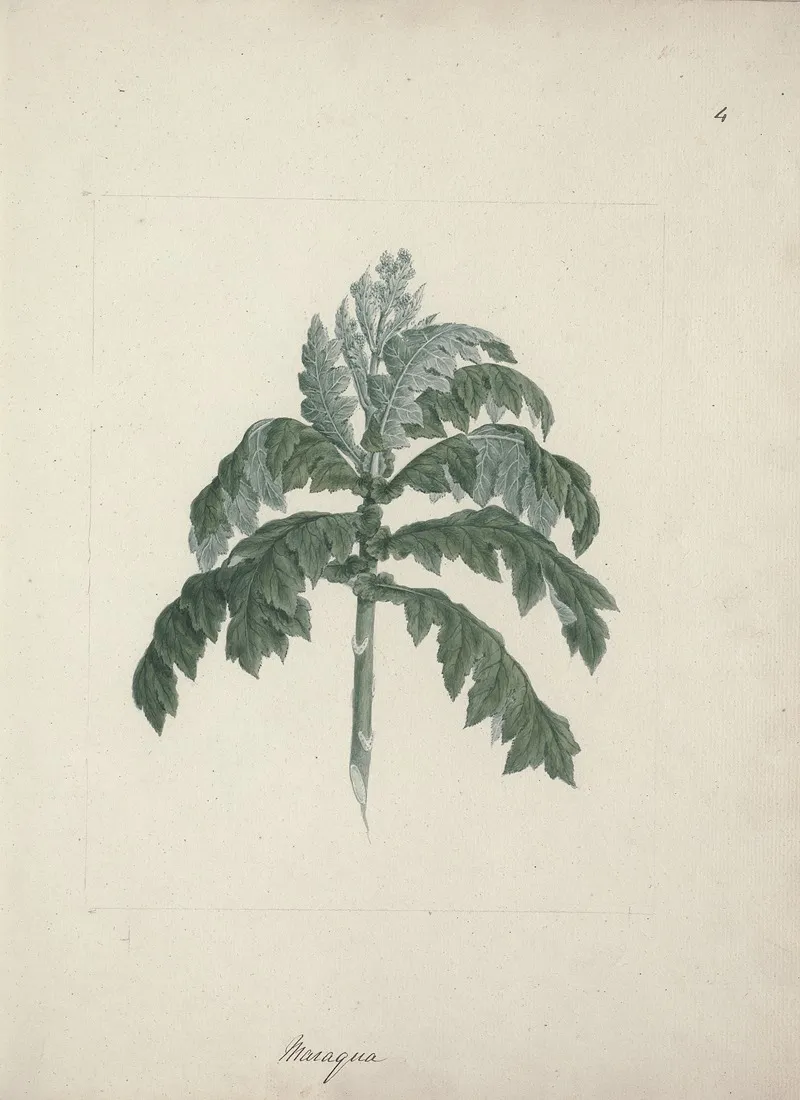 Senecio Gigas Vatke Tree Groundsel