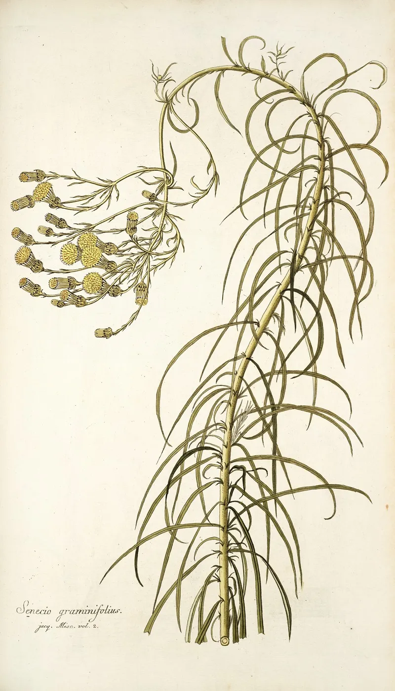 Senecio Graminifolius Wall Art by Nikolaus Joseph Freiherr von Jacquin - High-Resolution Digital Print