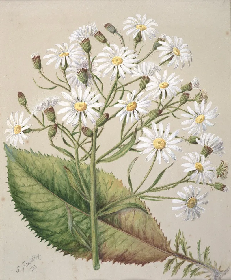 Senecio Hectori Wall Art by Sarah Featon - High-Resolution Digital Print