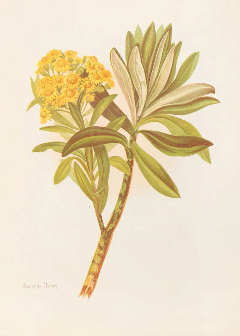 Senecio Huntii Wall Art by Georgina Burne Hetley - High-Resolution Digital Print