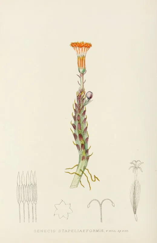Senecio Stapeliaeformis Wall Art by Illtyd Buller Pole-Evans - High-Resolution Digital Print