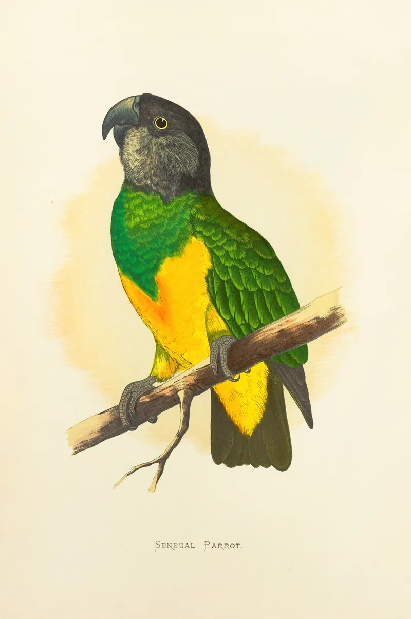 Senegal Parrot Wall Art by Alexander Francis Lydon - High-Resolution Digital Print