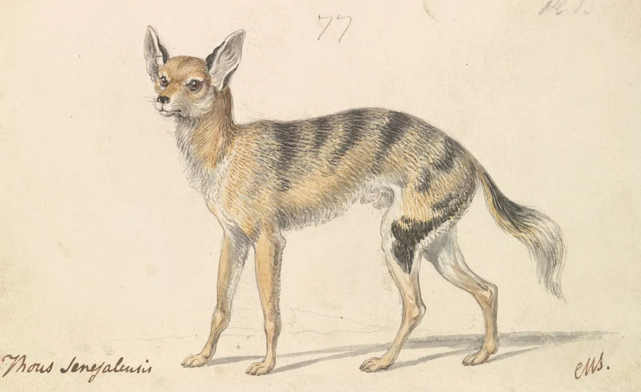 Senegalese Wolf Or Grey Jackal