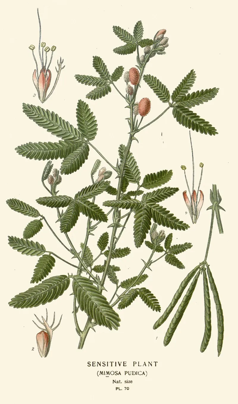 Sensitive Plant Wall Art by Edward Step - High-Resolution Digital Print