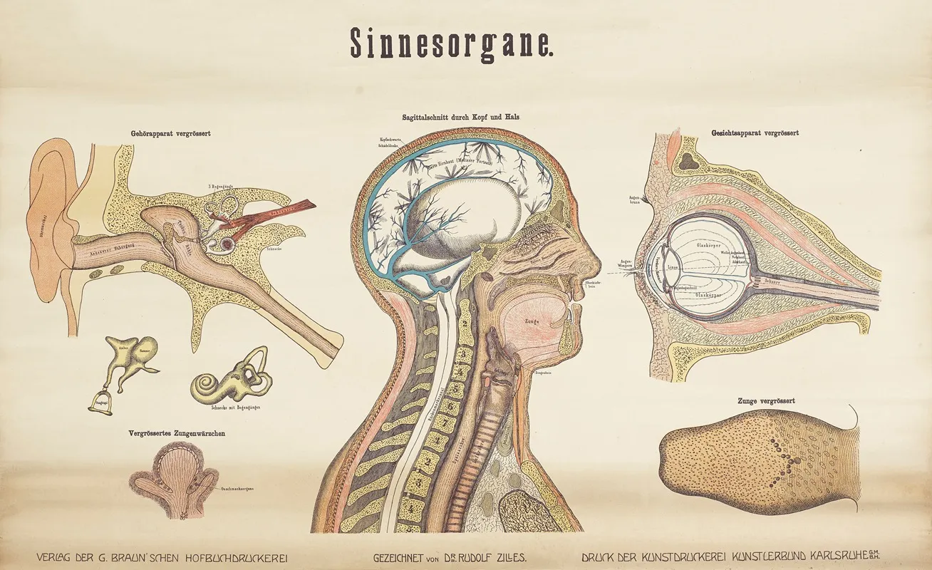 Sensory Organs Wall Art by L. Keller - High-Resolution Digital Print
