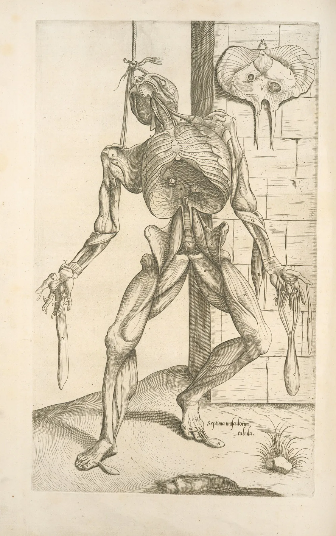 Septima Musculorum Tabula Gruesome Figure Hanging With A Noose Around Its Neck