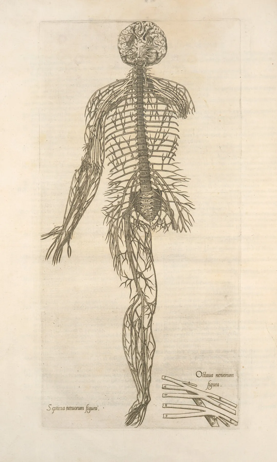 Septima Neruorum Figura Octaua Neruorum Figura