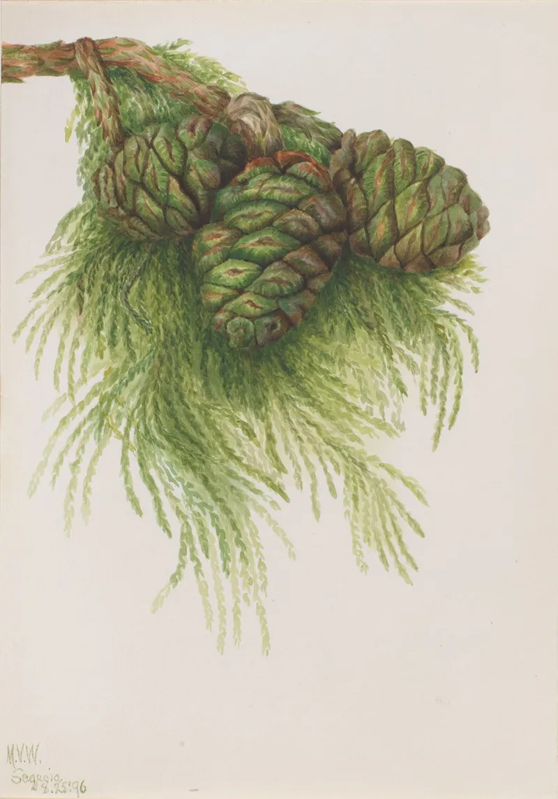 Sequoia Sequoia Gigantea