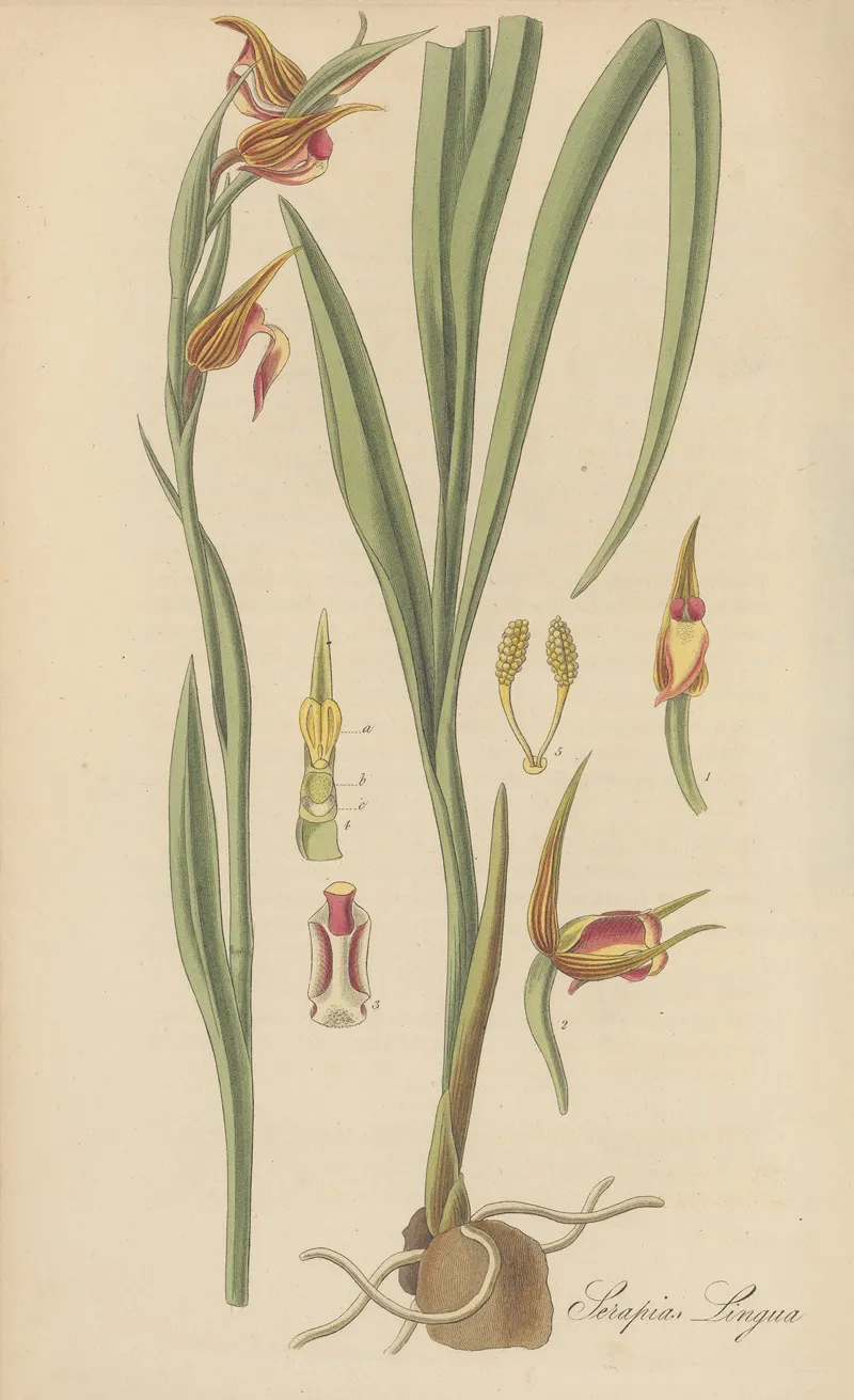 Serapias Lingua Wall Art by William Jackson Hooker - High-Resolution Digital Print