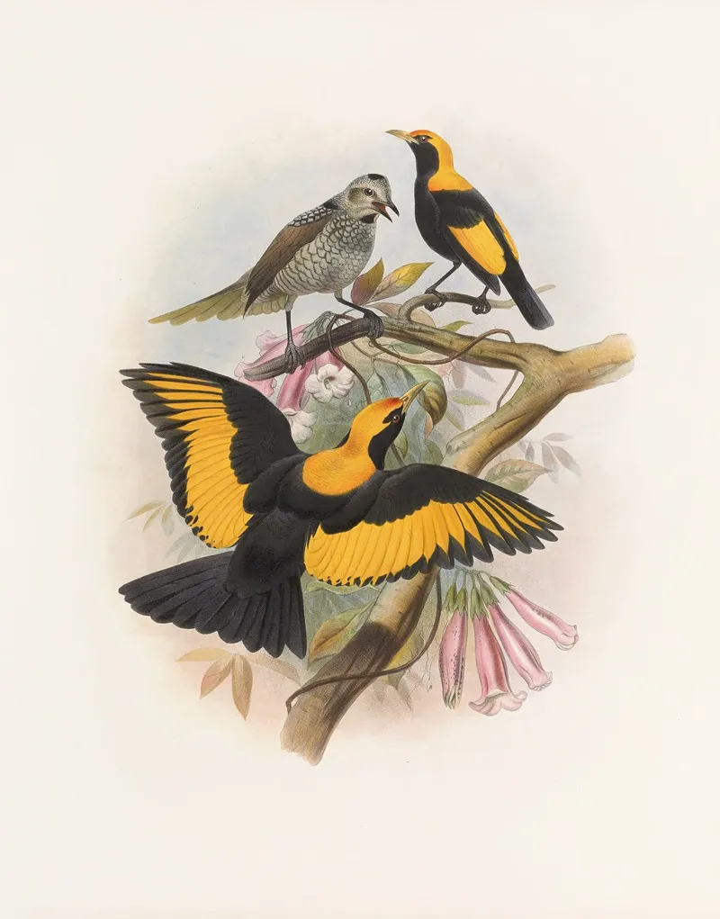 Sericulus Melinus Wall Art by Daniel Giraud Elliot - High-Resolution Digital Print