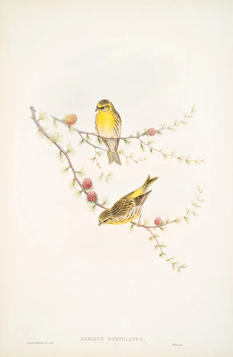Serinus Hortulanus Serin Finch Wall Art by John Gould - High-Resolution Digital Print