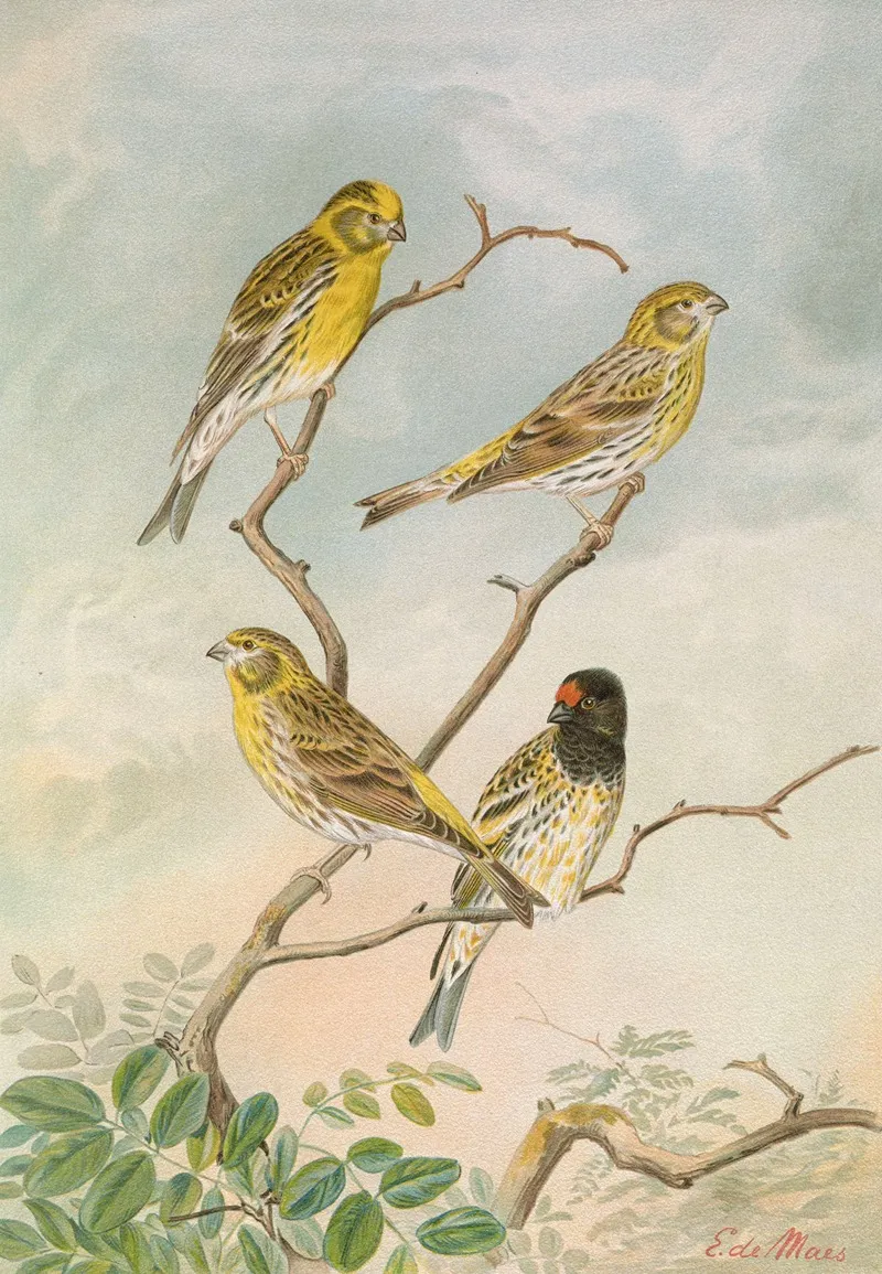 Serinus Serinus Serinus Pusillus Wall Art by Johann Friedrich Naumann - High-Resolution Digital Print
