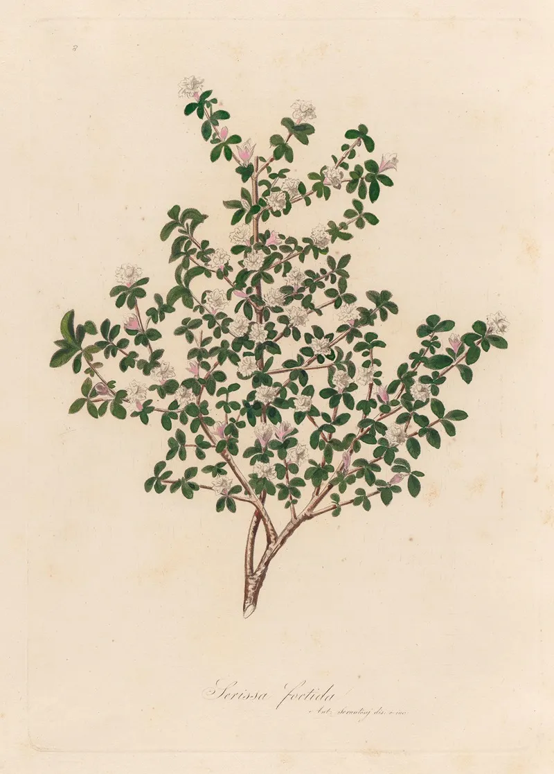 Serissa Foetida 2 Wall Art by Gaetano Savi - High-Resolution Digital Print