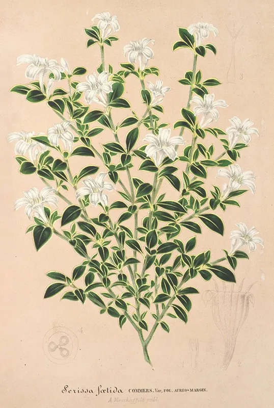 Serissa Foetida Wall Art by Charles Antoine Lemaire - High-Resolution Digital Print
