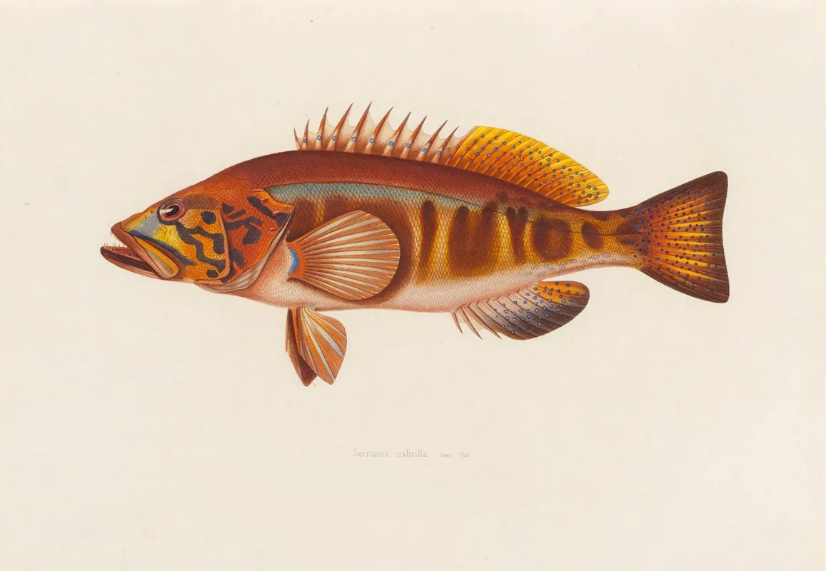 Serranus Cabrilla Wall Art by Arthus Bertrand - High-Resolution Digital Print