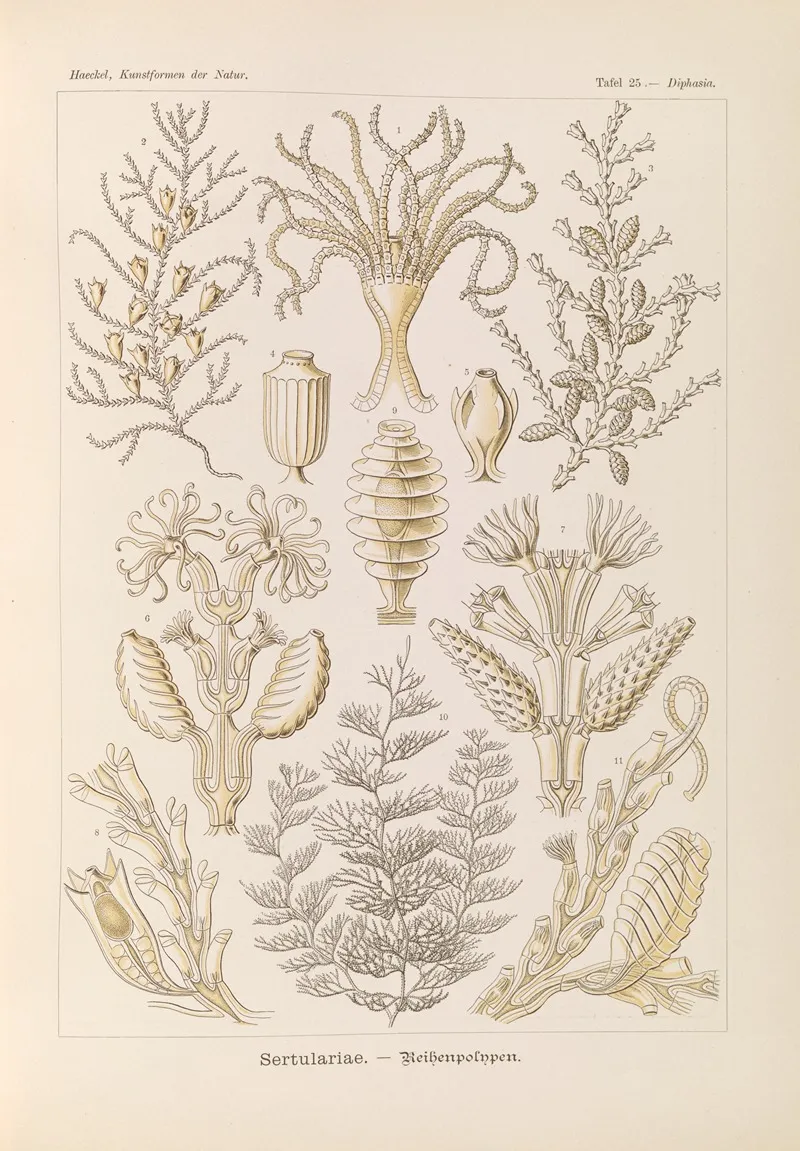 Sertulariae Reihenpolnpen Wall Art by Ernst Haeckel - High-Resolution Digital Print