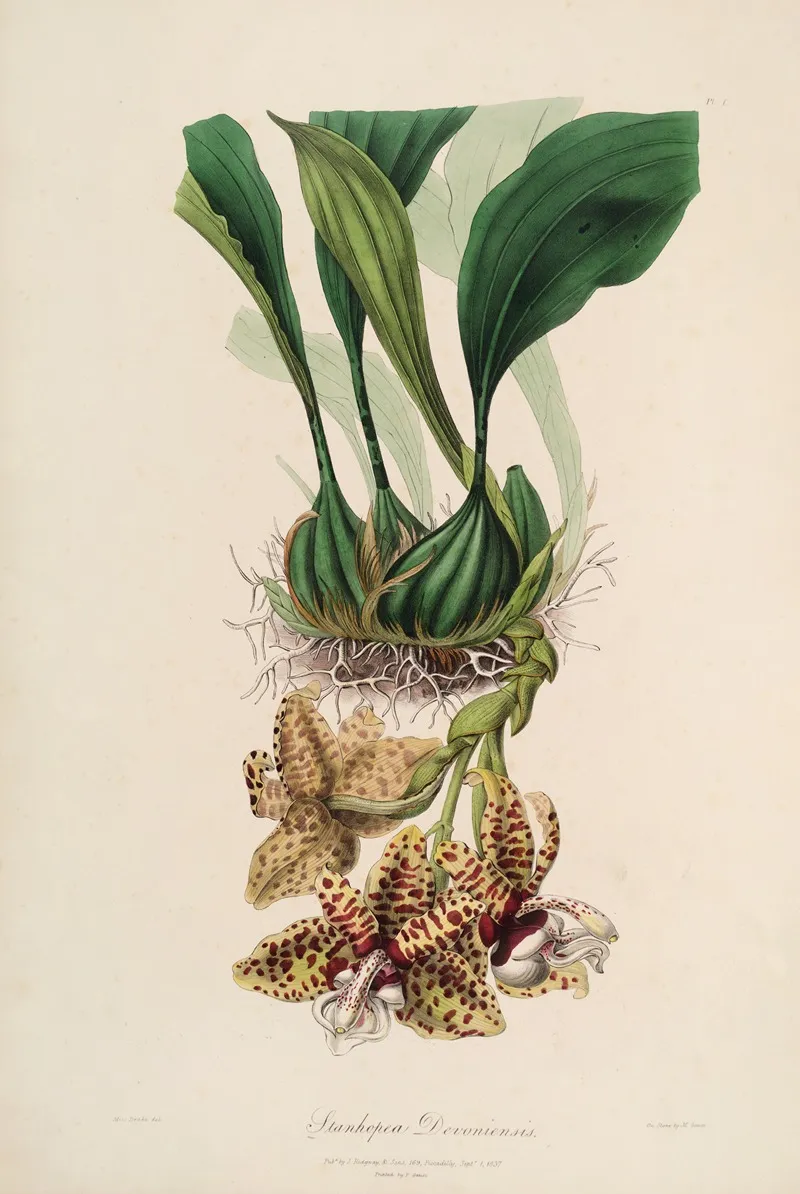 Sertum Orchidaceum A Wreath Of The Most Beautiful Orchidaceous Flowers Pl 01 Wall Art by John Lindley - High-Resolution Digital Print