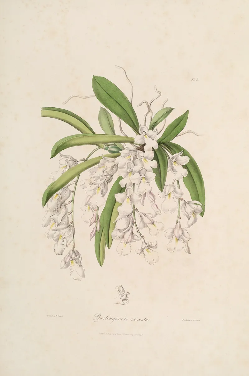 Sertum Orchidaceum A Wreath Of The Most Beautiful Orchidaceous Flowers Pl 02 Wall Art by John Lindley - High-Resolution Digital Print