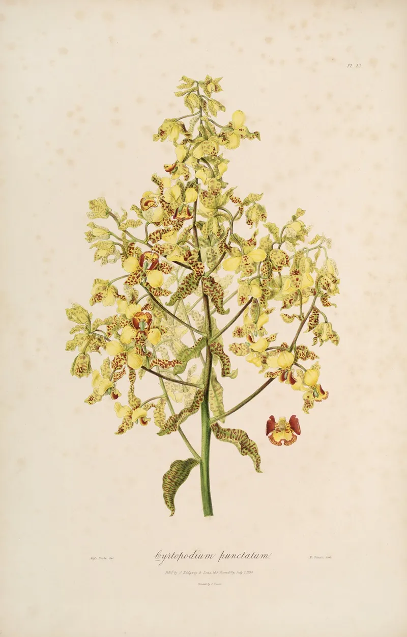 Sertum Orchidaceum A Wreath Of The Most Beautiful Orchidaceous Flowers Pl 12 Wall Art by John Lindley - High-Resolution Digital Print