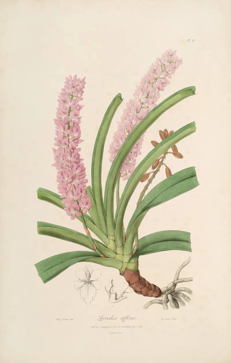 Sertum Orchidaceum A Wreath Of The Most Beautiful Orchidaceous Flowers Pl 15 Wall Art by John Lindley - High-Resolution Digital Print
