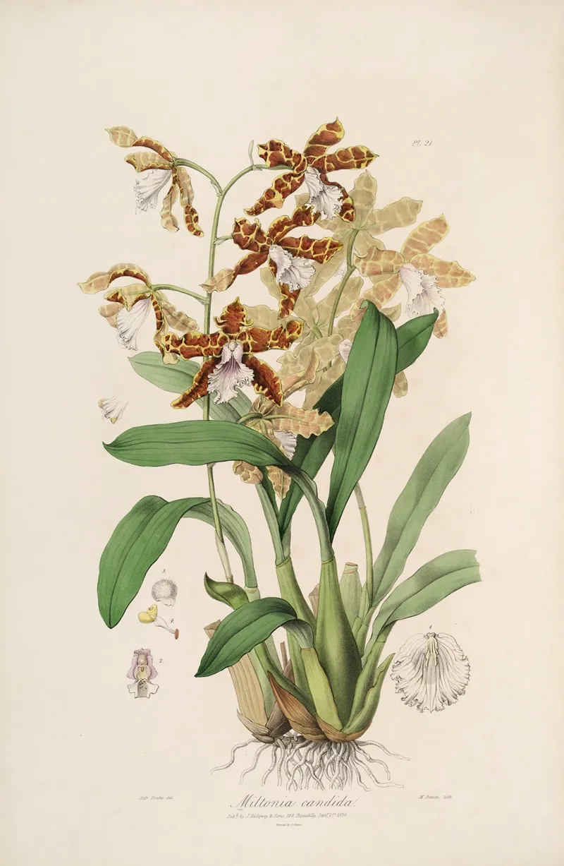 Sertum Orchidaceum A Wreath Of The Most Beautiful Orchidaceous Flowers Pl 21 Wall Art by John Lindley - High-Resolution Digital Print