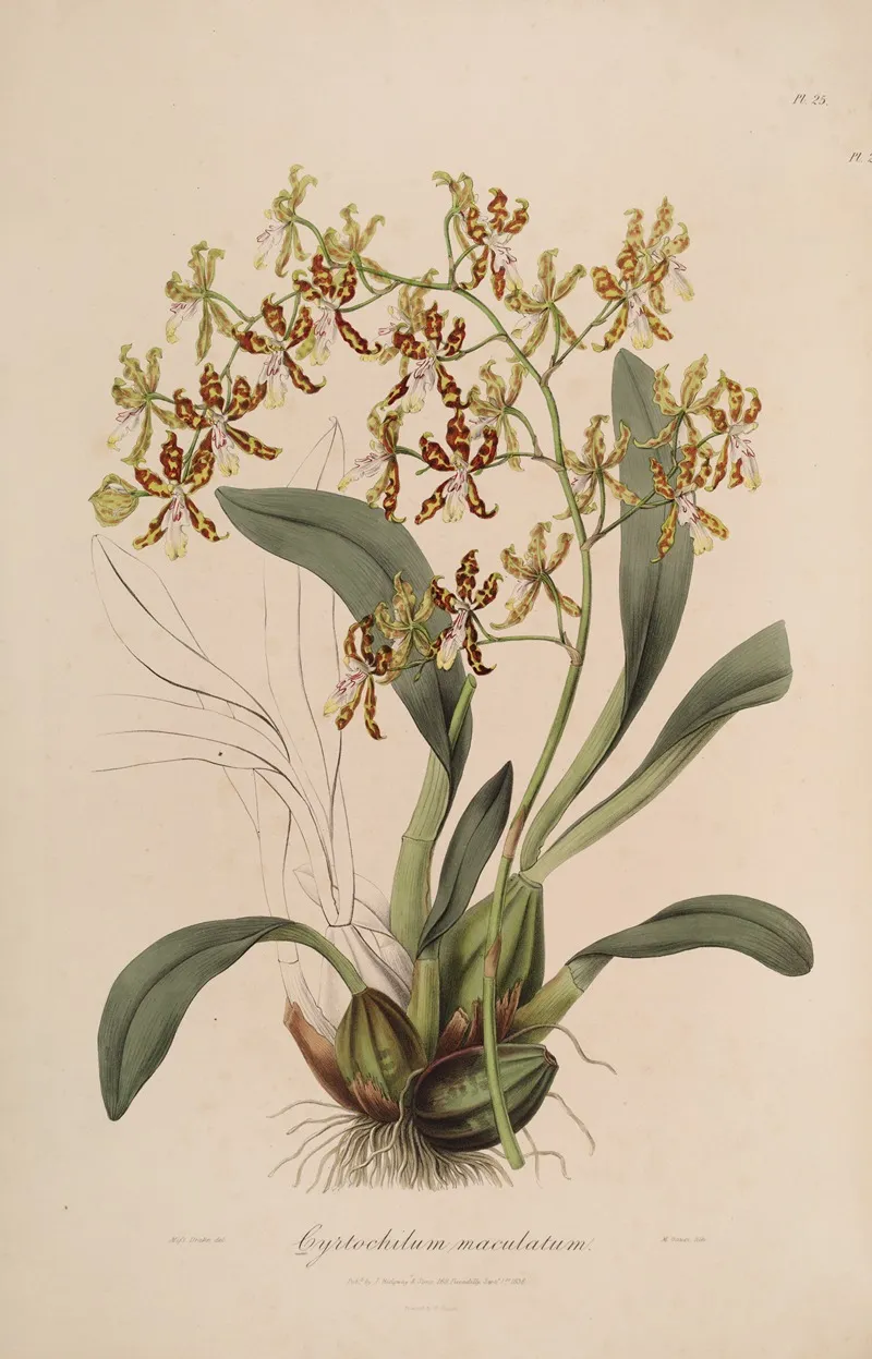 Sertum Orchidaceum A Wreath Of The Most Beautiful Orchidaceous Flowers Pl 25 Wall Art by John Lindley - High-Resolution Digital Print