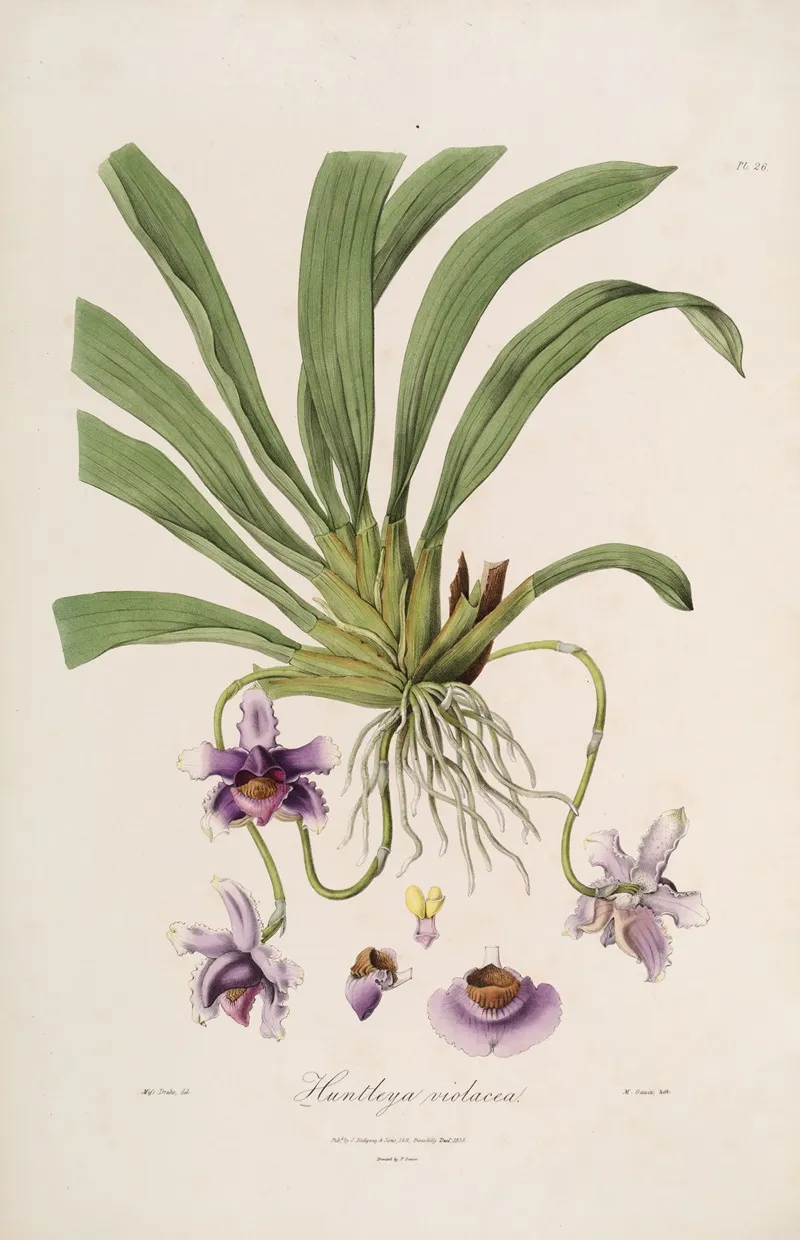 Sertum Orchidaceum A Wreath Of The Most Beautiful Orchidaceous Flowers Pl 26 Wall Art by John Lindley - High-Resolution Digital Print