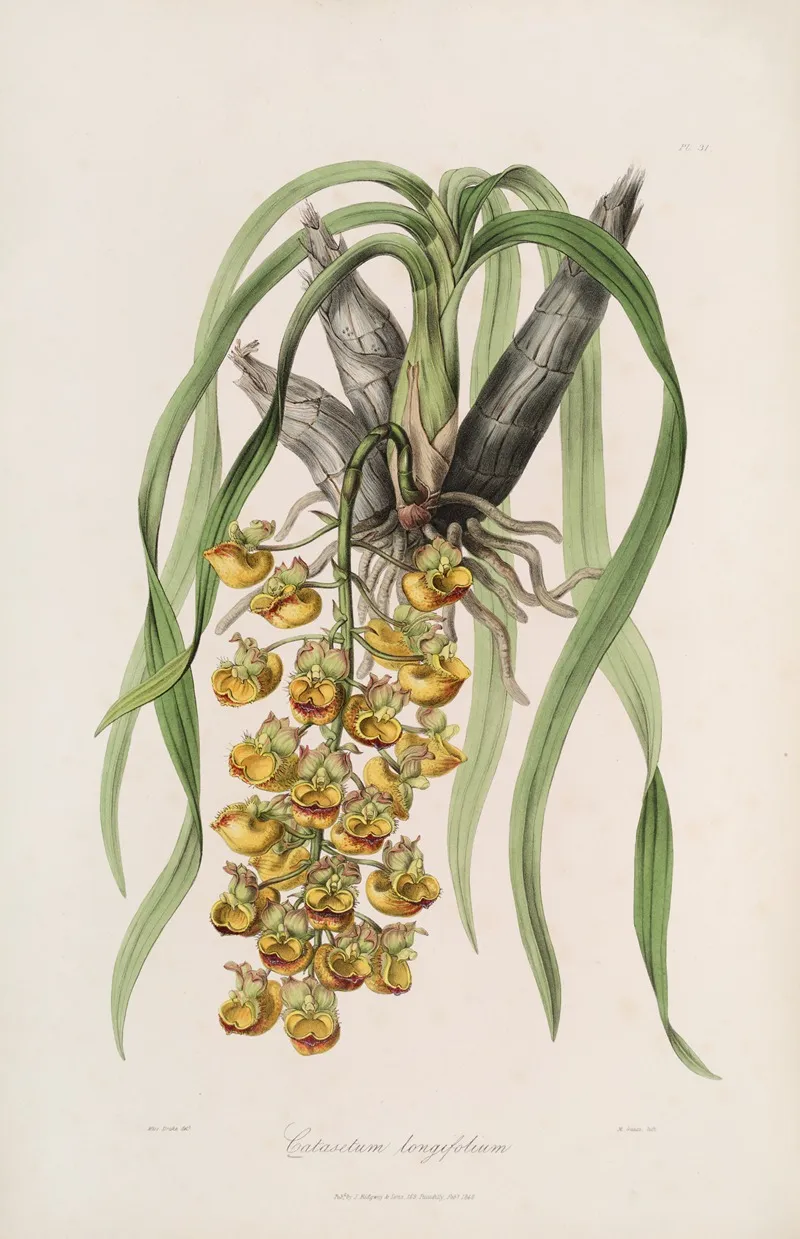 Sertum Orchidaceum A Wreath Of The Most Beautiful Orchidaceous Flowers Pl 31 Wall Art by John Lindley - High-Resolution Digital Print