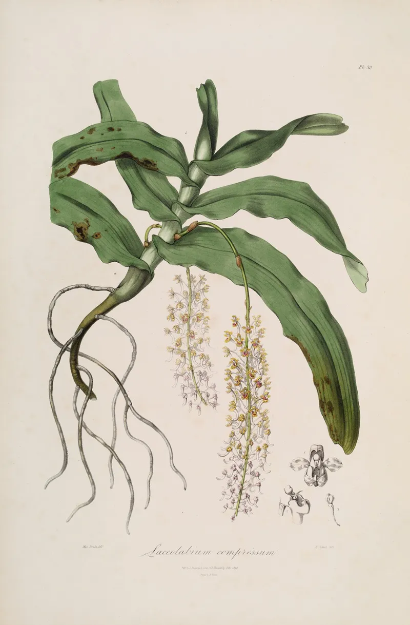 Sertum Orchidaceum A Wreath Of The Most Beautiful Orchidaceous Flowers Pl 32 Wall Art by John Lindley - High-Resolution Digital Print