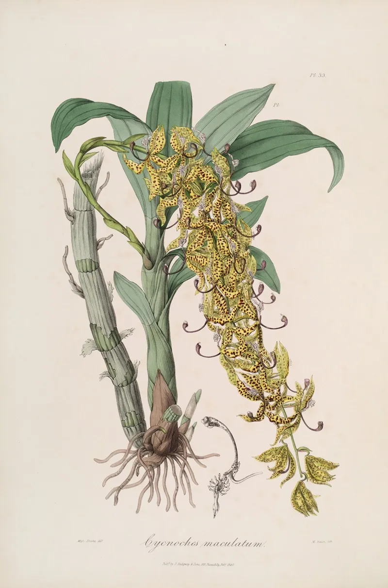 Sertum Orchidaceum A Wreath Of The Most Beautiful Orchidaceous Flowers Pl 33 Wall Art by John Lindley - High-Resolution Digital Print
