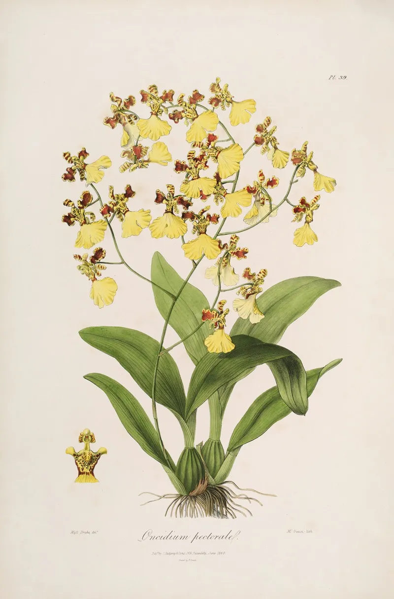 Sertum Orchidaceum A Wreath Of The Most Beautiful Orchidaceous Flowers Pl 39 Wall Art by John Lindley - High-Resolution Digital Print