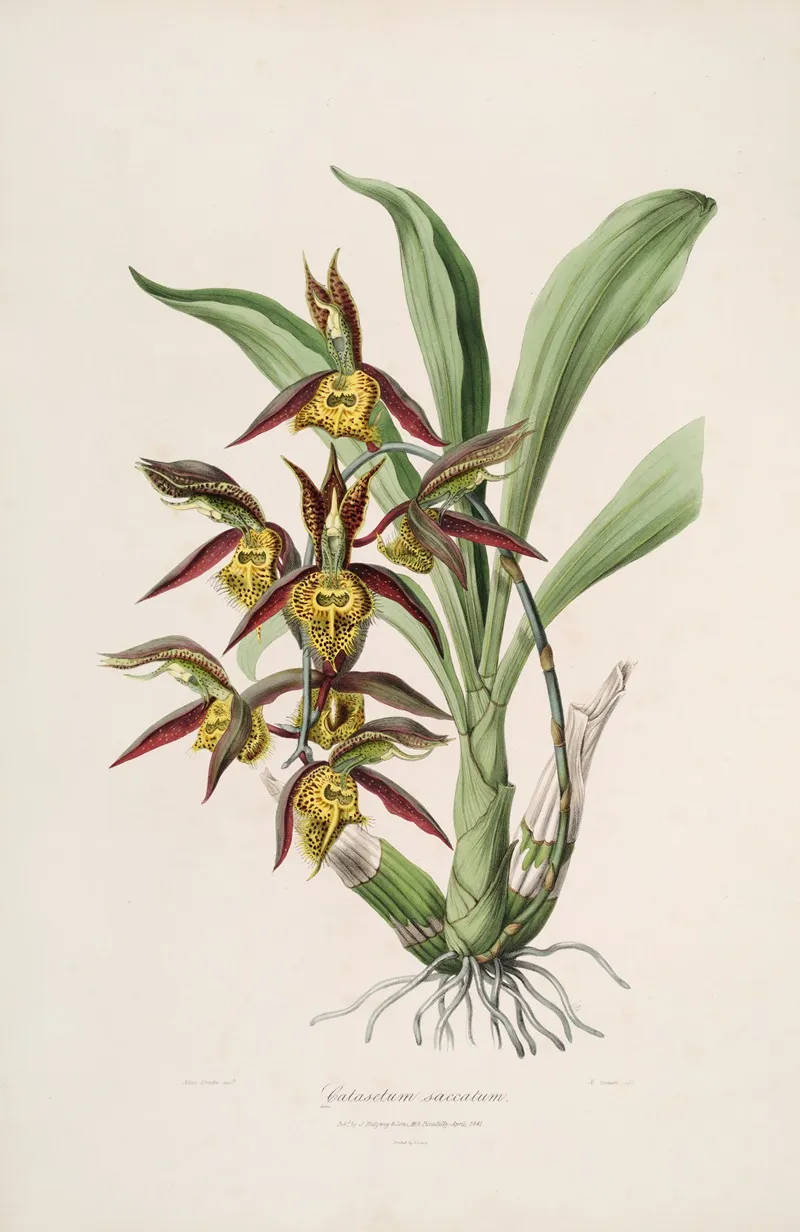 Sertum Orchidaceum A Wreath Of The Most Beautiful Orchidaceous Flowers Pl 41 Wall Art by John Lindley - High-Resolution Digital Print