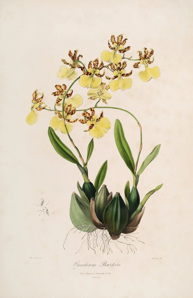 Sertum Orchidaceum A Wreath Of The Most Beautiful Orchidaceous Flowers Pl 48 Wall Art by John Lindley - High-Resolution Digital Print