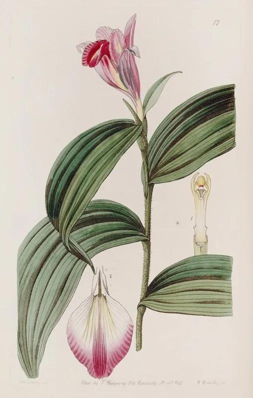 Sessile Flowered Sobralia Wall Art by Sydenham Edwards - High-Resolution Digital Print