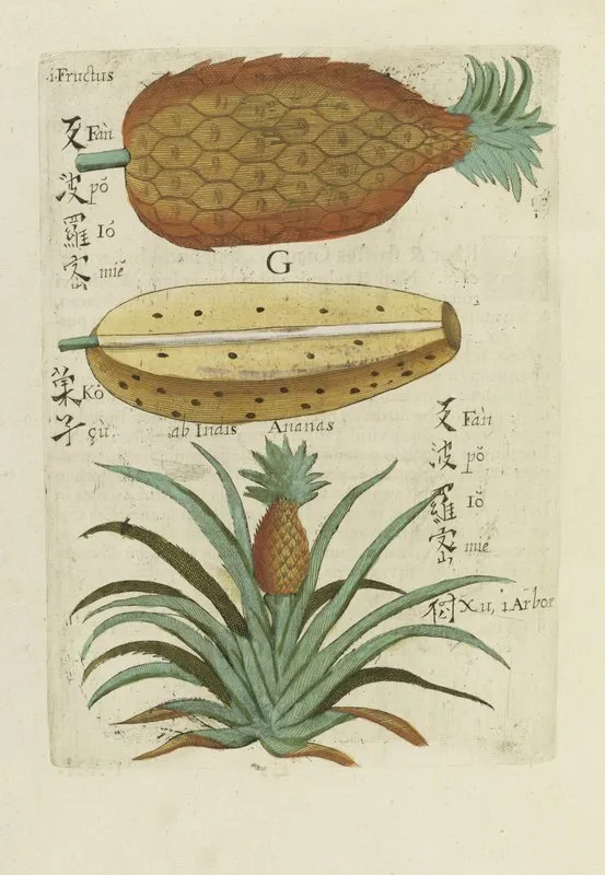 Seu Ananas Fructus Wall Art by Michał Boym - High-Resolution Digital Print