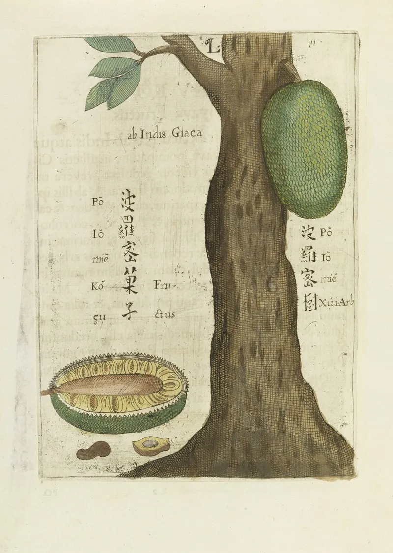 Seu Giaca Fructus Wall Art by Michał Boym - High-Resolution Digital Print