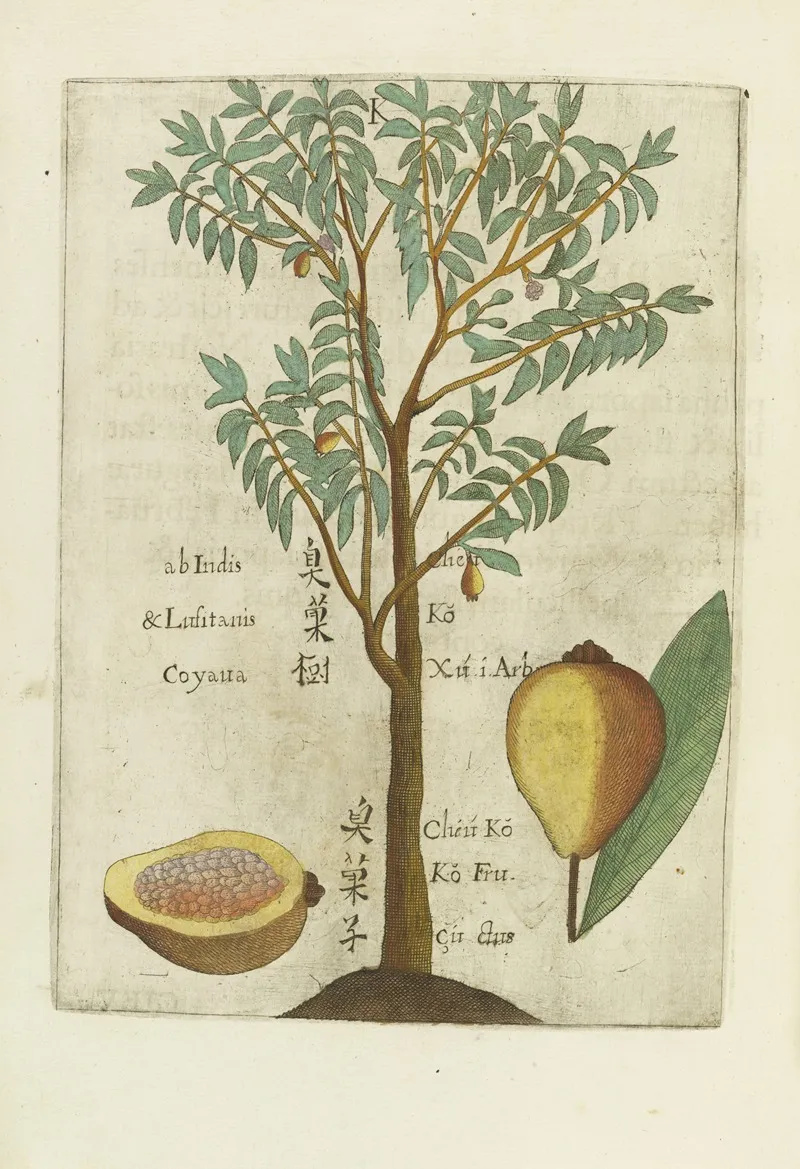 Seu Goyava Fructus Wall Art by Michał Boym - High-Resolution Digital Print