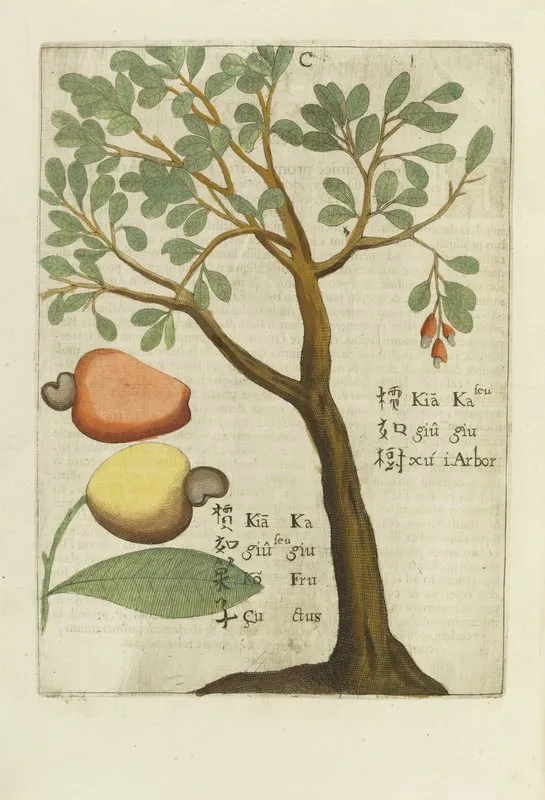 Seu Kagiu Fructus Indicus Wall Art by Michał Boym - High-Resolution Digital Print