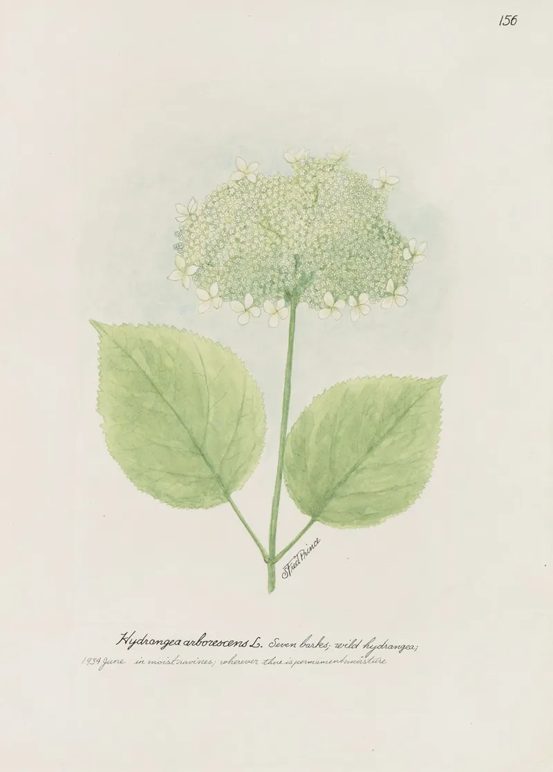 Seven Barks Wild Hydrangea Wall Art by S. Fred Prince - High-Resolution Digital Print